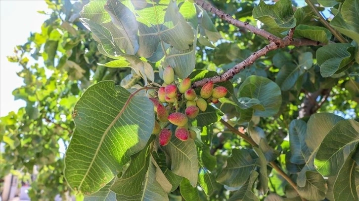 Antep fıstığı 