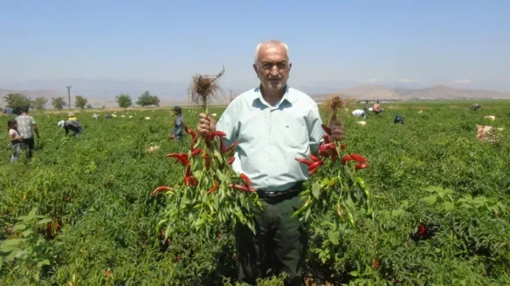 Gaziantep'in acı hasadı başladı