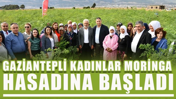 Gaziantepli kadınlar moringa hasadına başladı