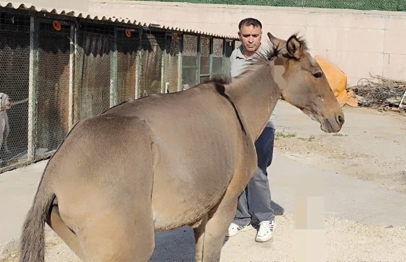 Mardin'de Bacağı Kırılan Katır İstanbul’a Sevk Edildi