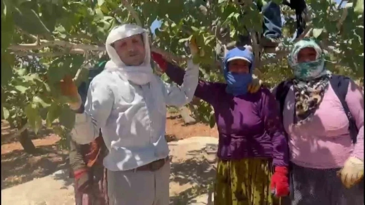 Yeşil altın Antepfıstığı’nda ilk hasat davul zurna eşliğine başladı