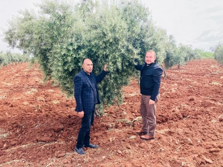 Ziraat Odası Çiftçileri uyarıyor!Zeytinde Pamuklu Bit, Fıstıkta Karagöz kurduna dikkat!