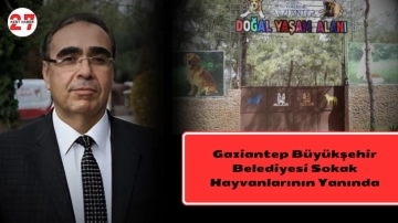 Gaziantep Büyükşehir Belediyesi Sokak Hayvanlarının Yanında