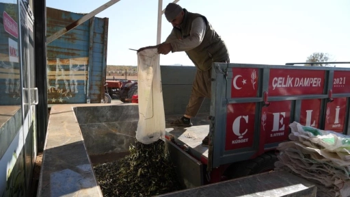 Gaziantep'te zeytinyağı mesaisi başladı