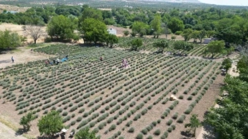 Kilis’te lavanta hasadı başladı