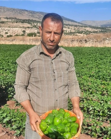 Kilis’te organik dolmalık biber yine Şahinoğlu Tarım’dan