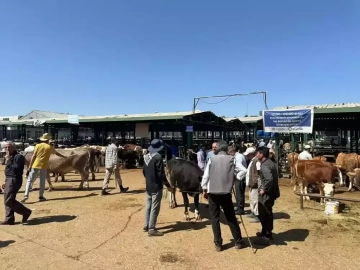 Kurbanlık keçisini dolandırıcılara kaptırdı