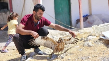 Yaralı kızıl şahin tedavi altına alındı